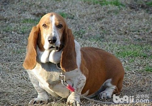 巴吉度獵犬