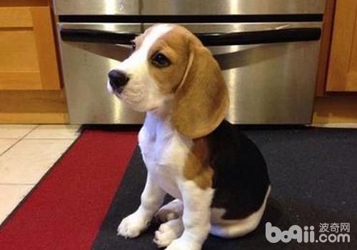 比格犬