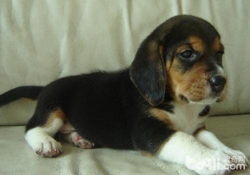 比格犬