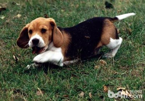 比格犬