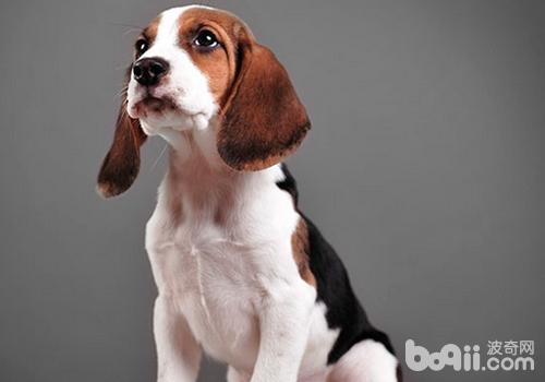 比格犬