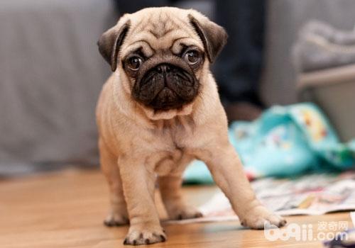 巴哥犬