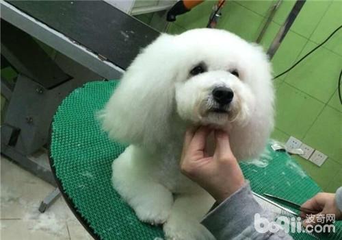 比熊犬