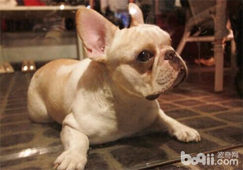 法國斗牛犬