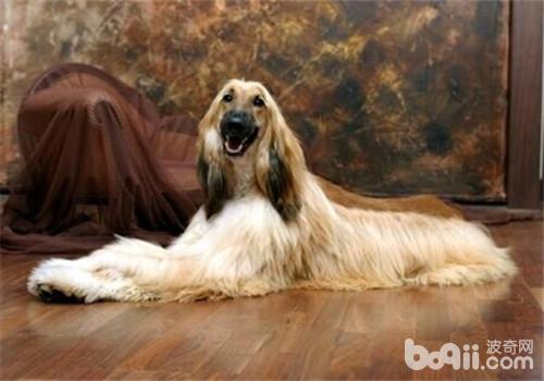 阿富汗獵犬