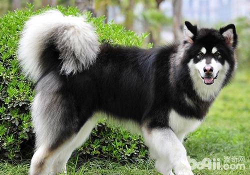 阿拉斯加雪橇犬