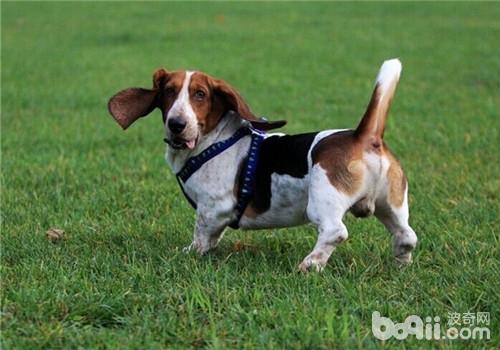 巴吉度犬