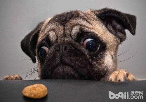巴哥犬