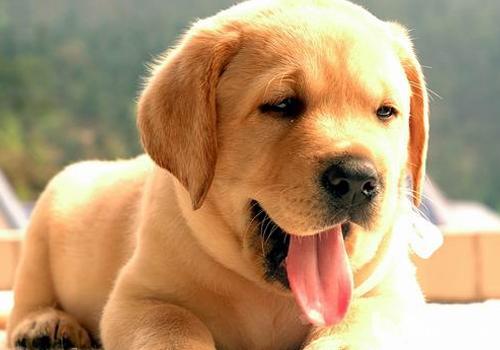 拉布拉多獵犬