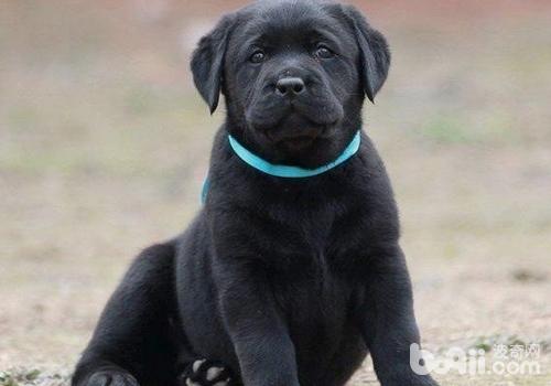 拉布拉多獵犬