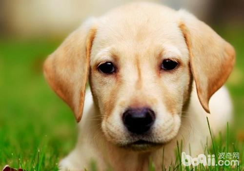 拉布拉多獵犬