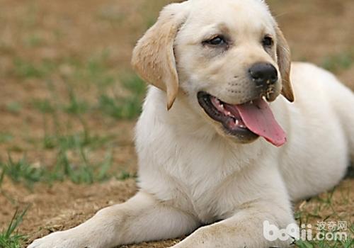 拉布拉多獵犬