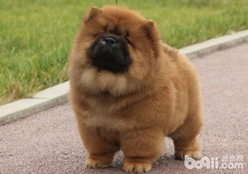 松獅犬