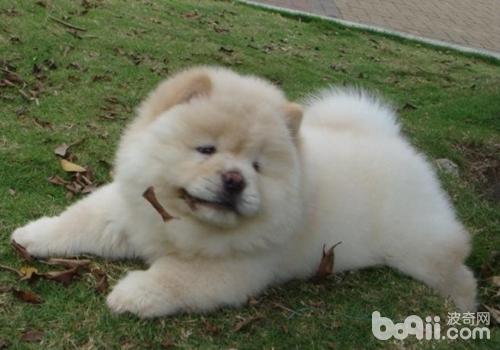 松獅犬