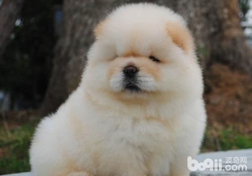 松獅犬