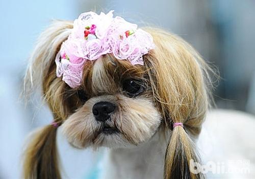 西施犬