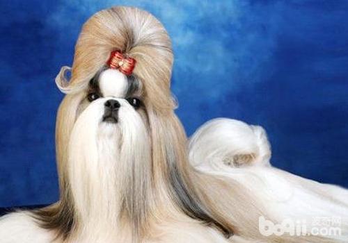 西施犬