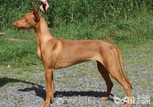 法老王獵犬