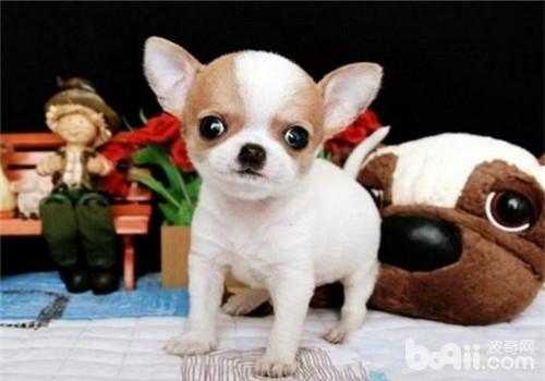 吉娃娃犬