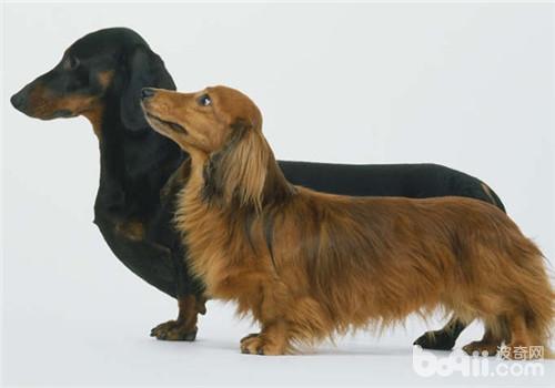 臘腸犬