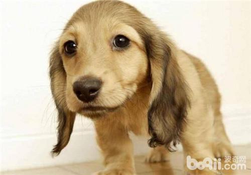 臘腸犬