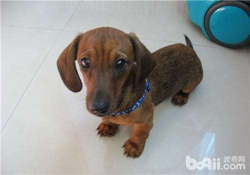 臘腸犬