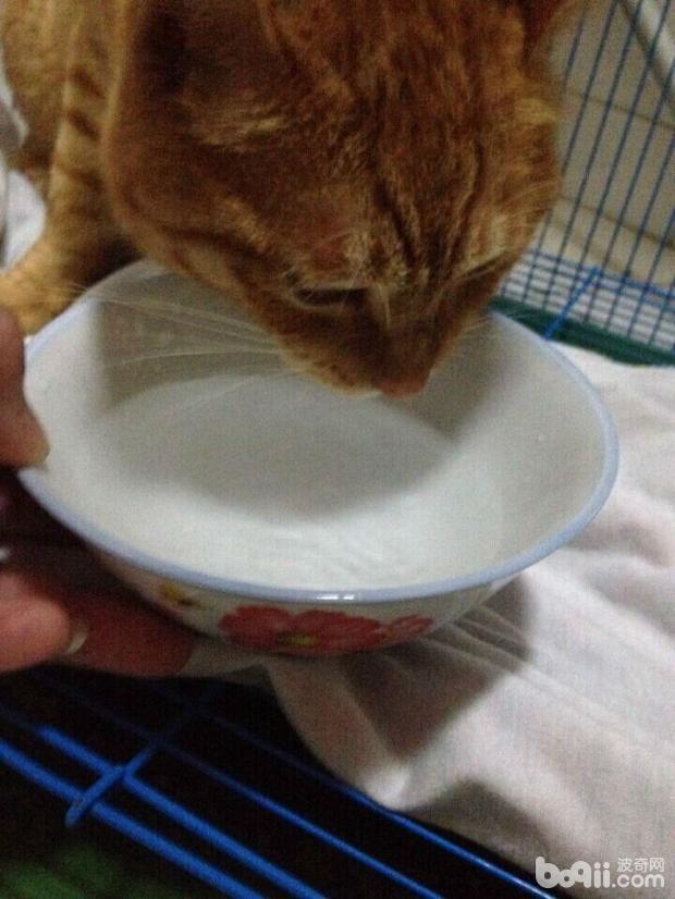 圖2  寵物患病需要主人的呵護