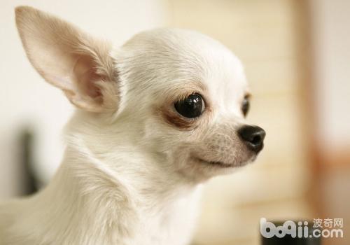 吉娃娃犬