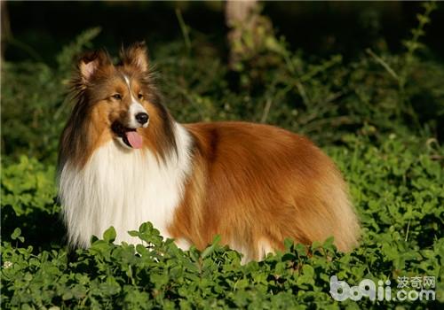 喜樂蒂牧羊犬