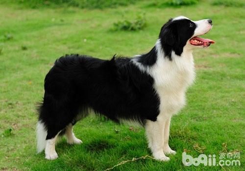 邊境牧羊犬