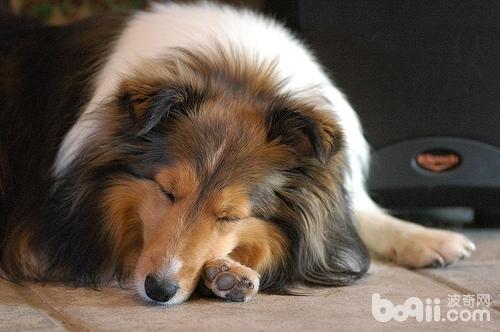 喜樂蒂牧羊犬