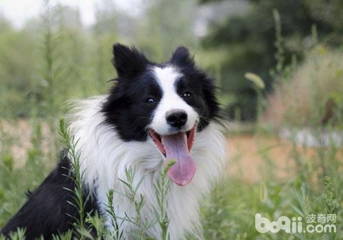 邊境牧羊犬