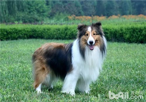 喜樂蒂牧羊犬