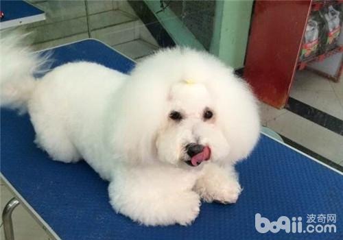 比熊犬