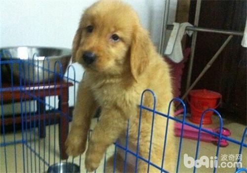 金毛犬