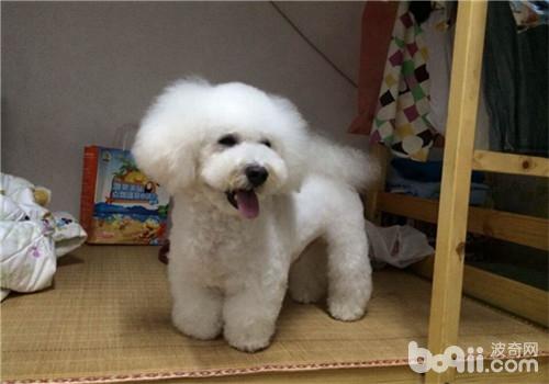 比熊犬