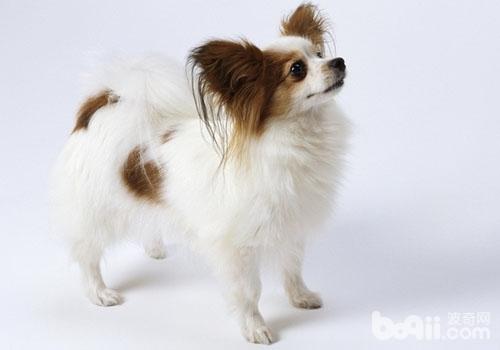 蝴蝶犬