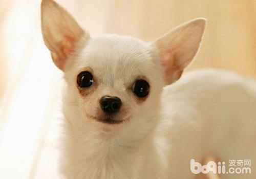 吉娃娃犬