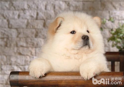 松獅犬