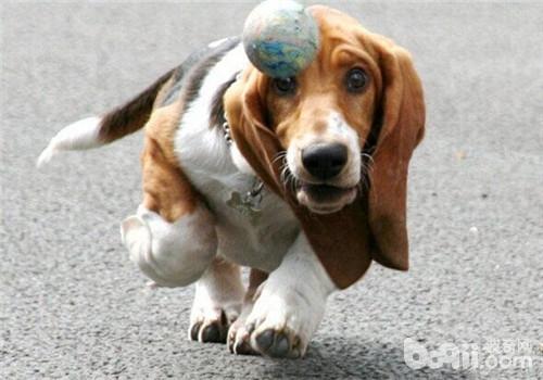 巴吉度犬