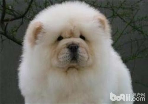 松獅犬