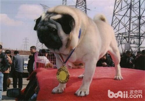 巴哥犬