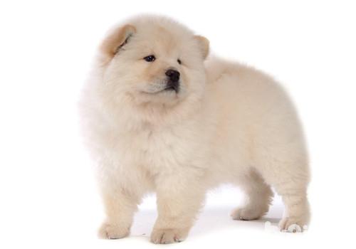 松獅犬