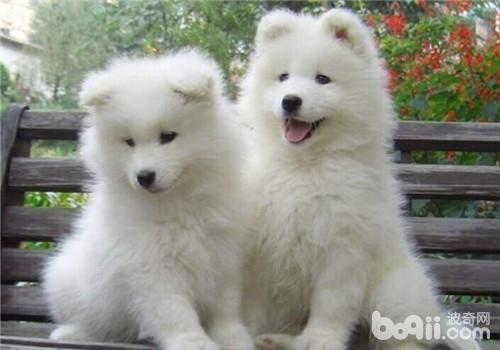 薩摩耶犬