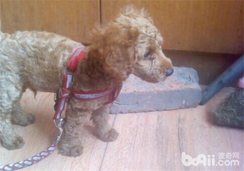 貴賓犬