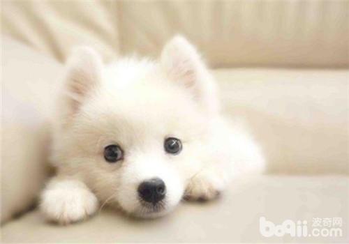 日本尖嘴犬