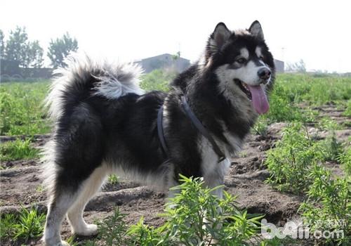阿拉斯加雪橇犬