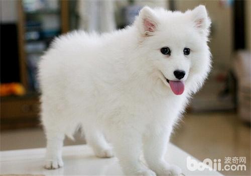日本尖嘴犬
