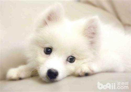 日本尖嘴犬