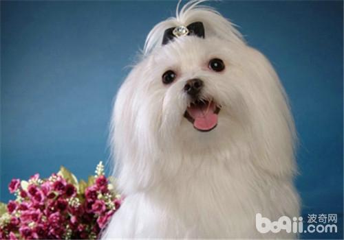 馬爾濟斯犬